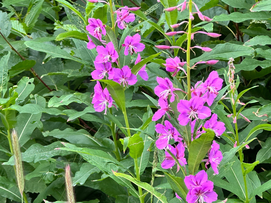 Seldovia Nature Tours-Seldovia必去景点