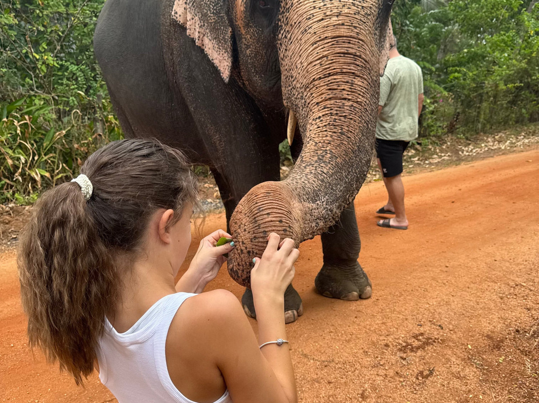 Elephant Bathing at Habarana-哈巴拉娜必去景点
