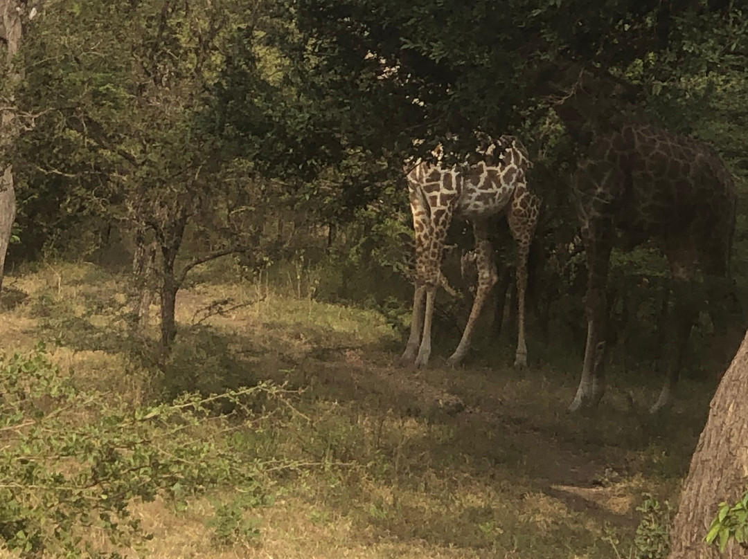 Nesa Africa Safaris Limited-Dar es Salaam必去景点