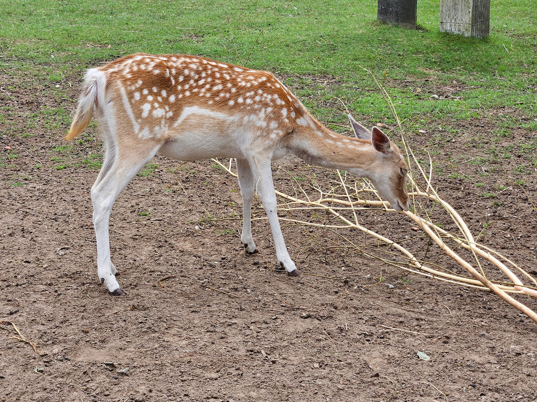 Wisentgehege Usedom-Usedom必去景点