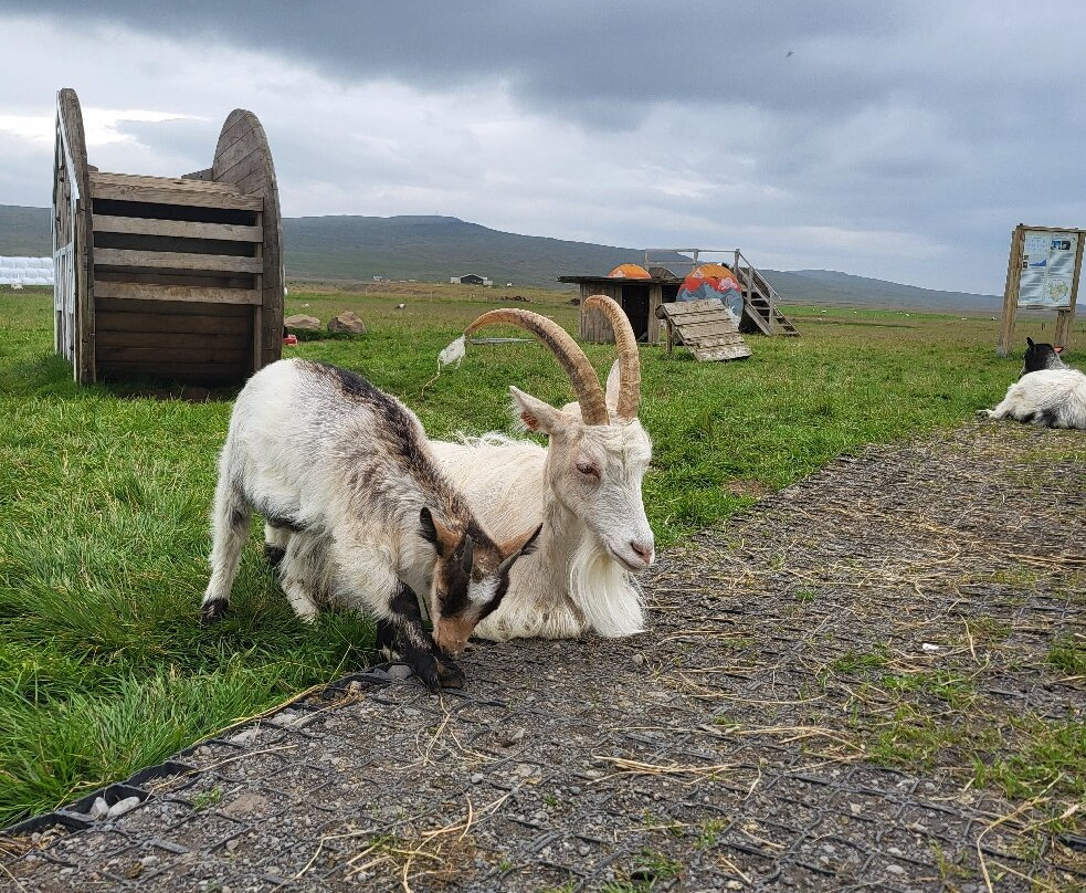 Haafell Goats and Roses-Reykholt必去景点