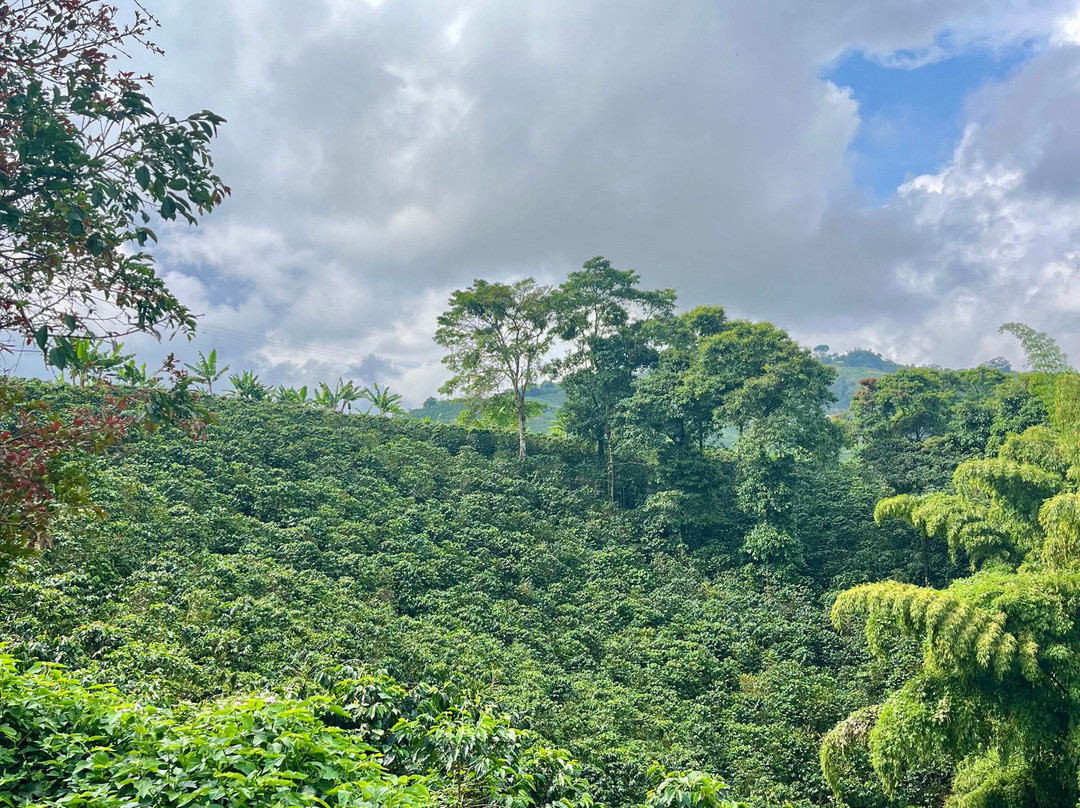 Hacienda La Gaviota-Chinchina必去景点