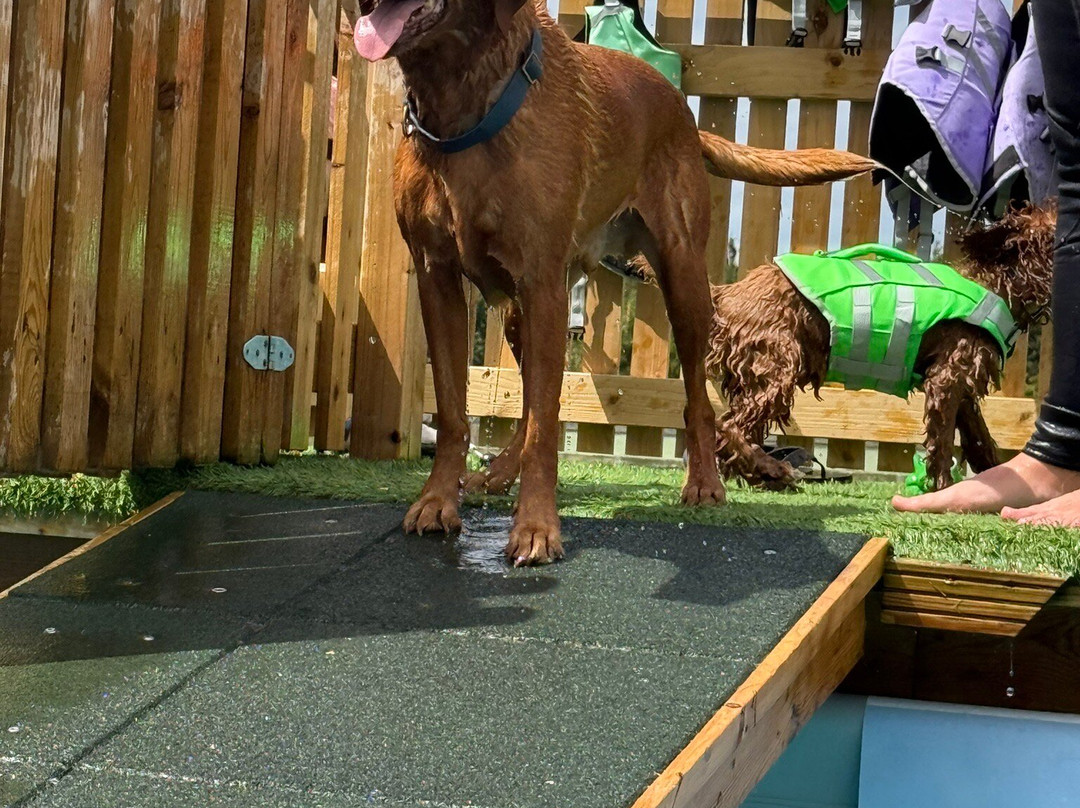 Swim Dog-纽奎必去景点