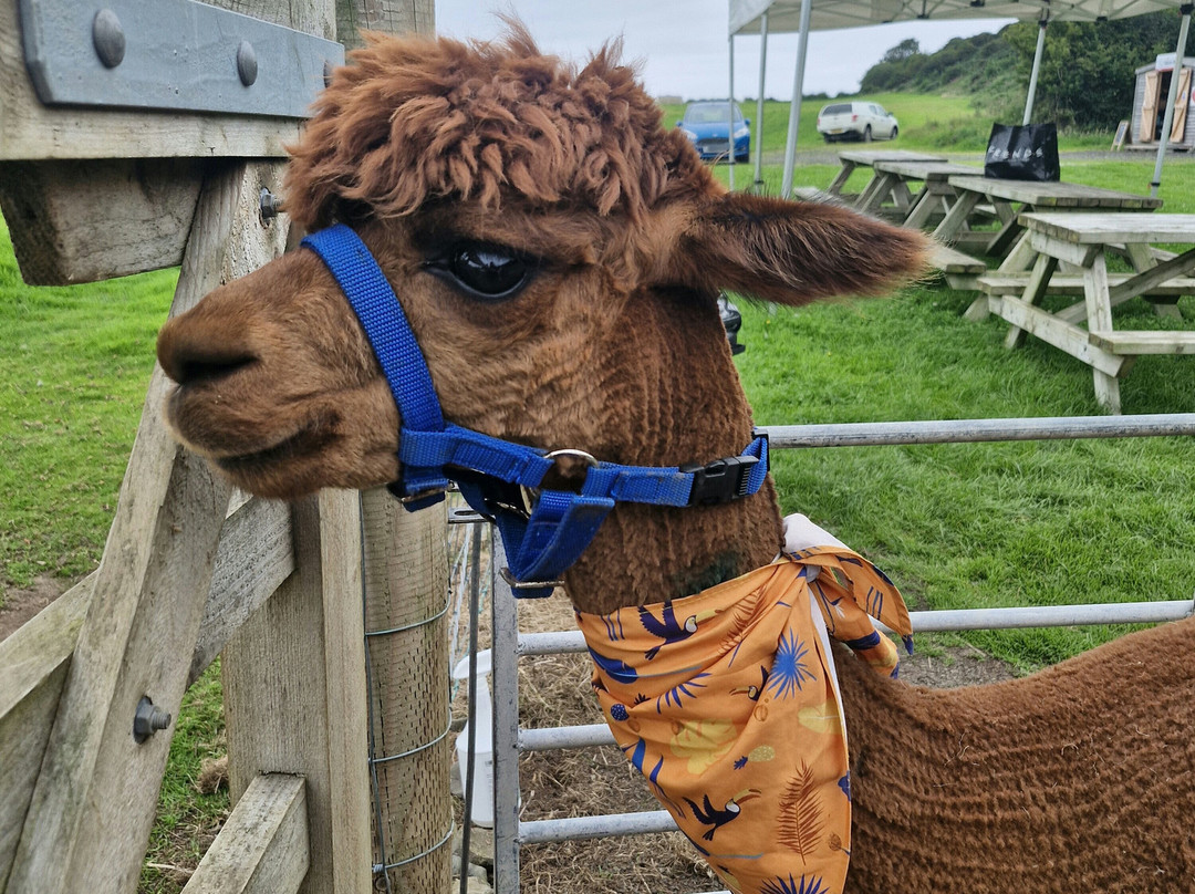 North Coast Alpacas-科尔雷恩必去景点