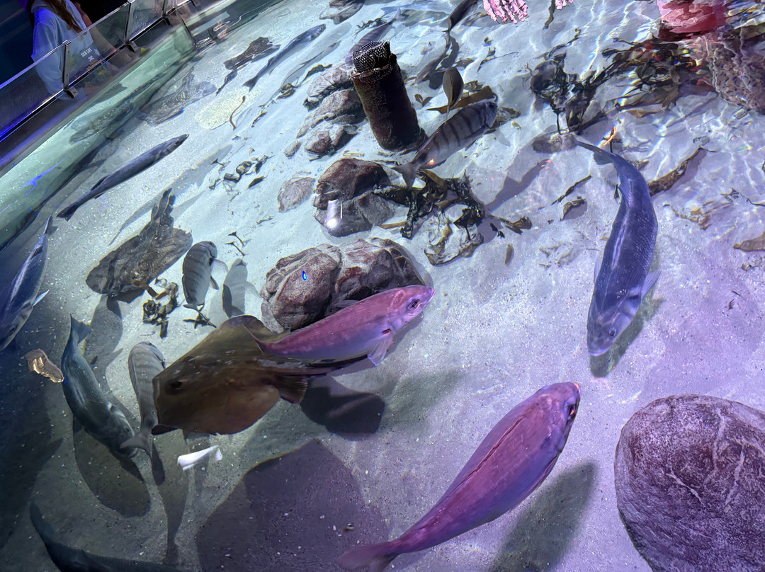 SEA LIFE Speyer-施派尔必去景点