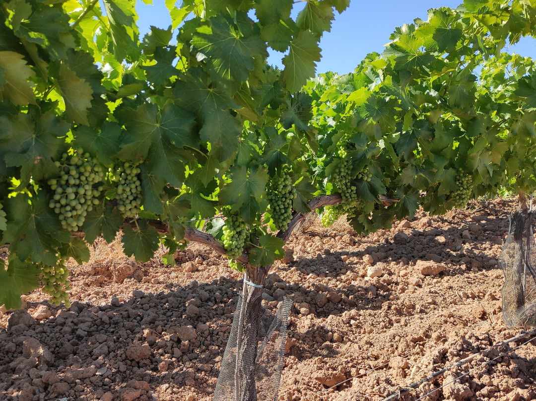 Bodegas Ignacio Marin-Carinena必去景点