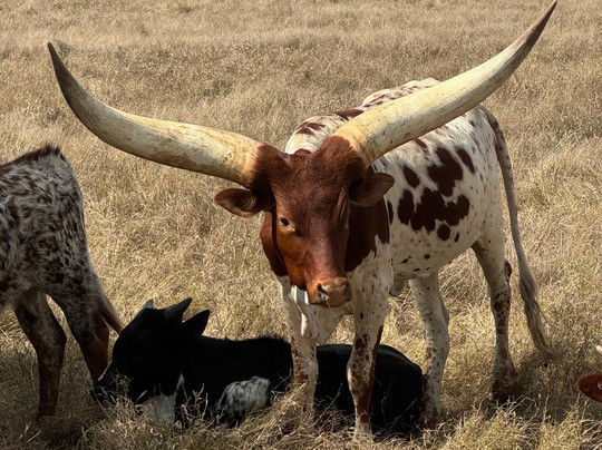 Leahton Park-查特斯堡必去景点