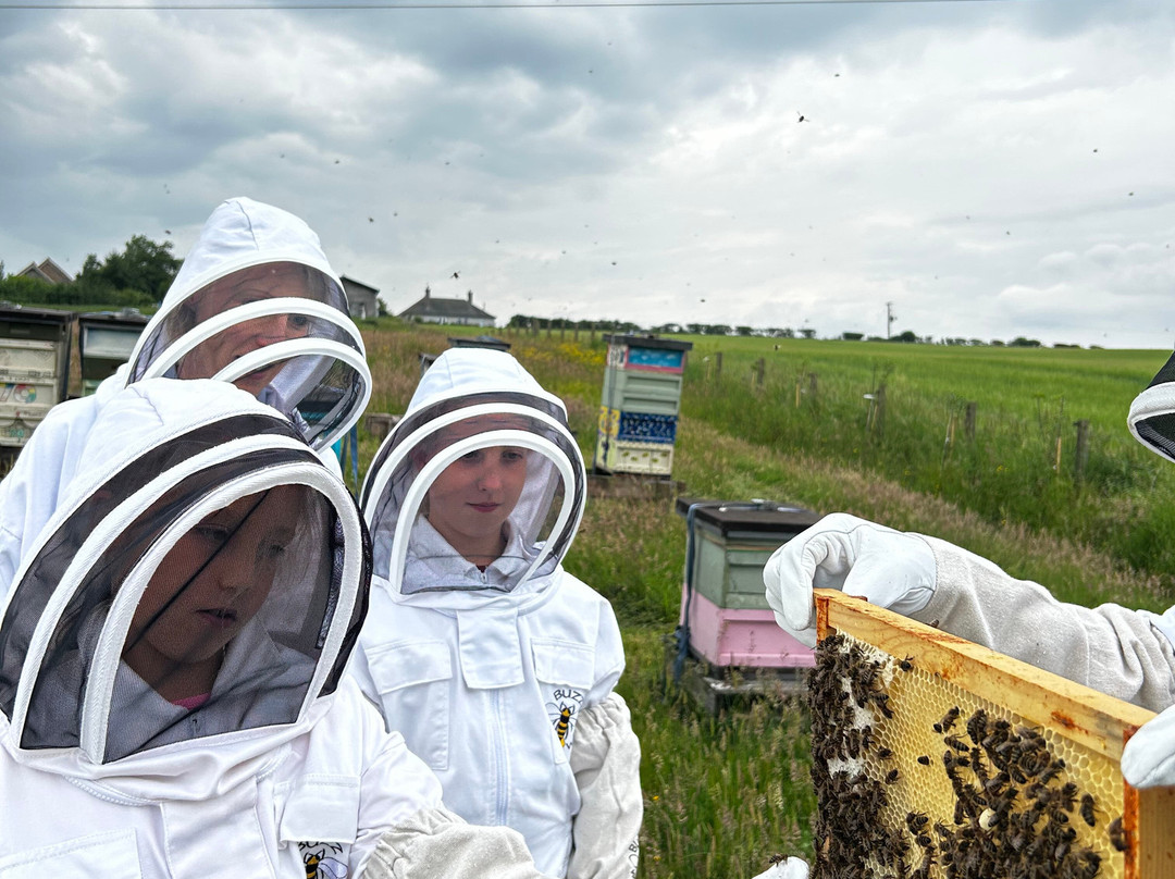 Main's Apiaries-丹弗姆林必去景点