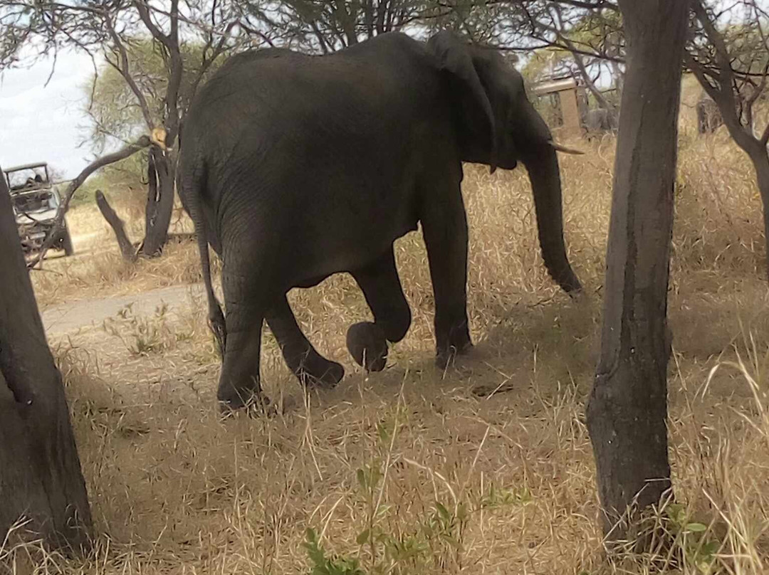 Kiwonu Africa Safaris-Arusha Chini必去景点