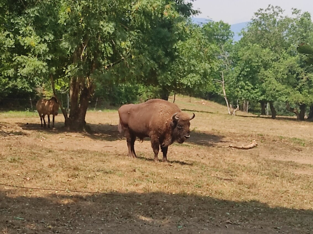 Parque de la Prehistoria-Teverga Municipality必去景点