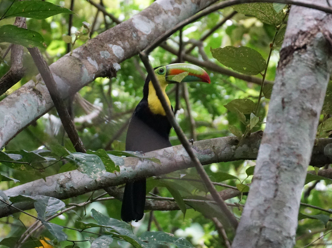 Birding Pipeline Panama-甘博阿必去景点