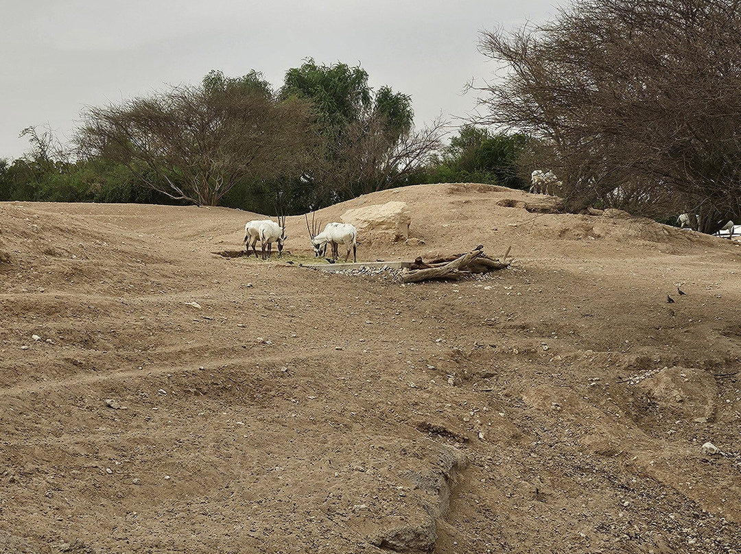 Al Ain Zoo 2017 2018 2019-艾因市必去景点