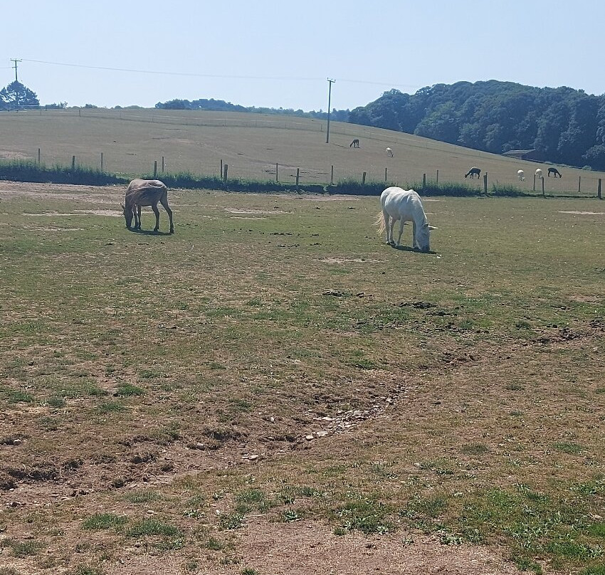 Hillside Animal Sanctuary-Frettenham必去景点