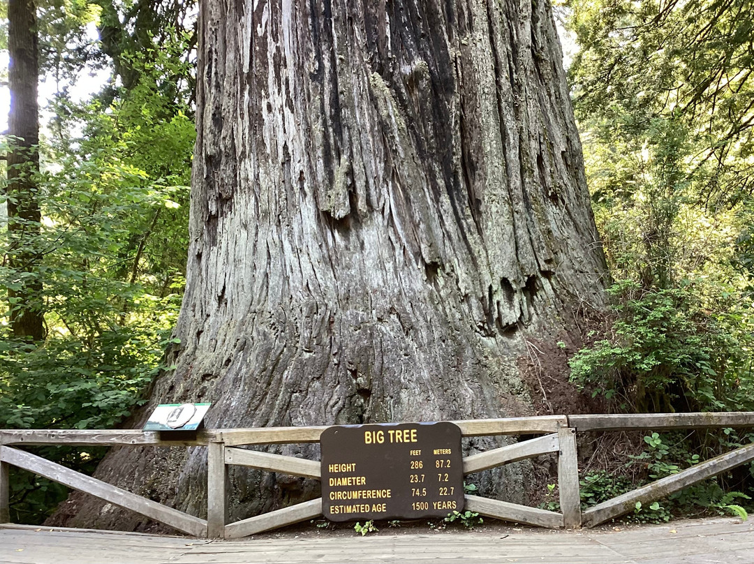 红杉树国家公园-红木国家公园必去景点