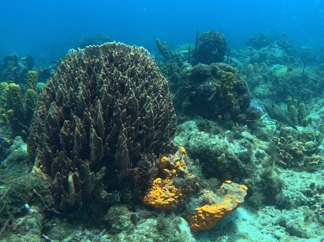 Atlantis Formation-Bouillante必去景点