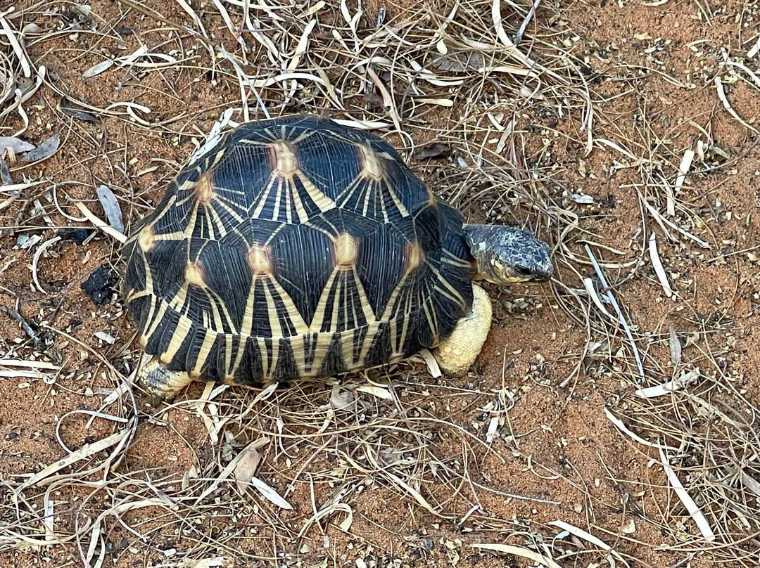Le Village des Tortues