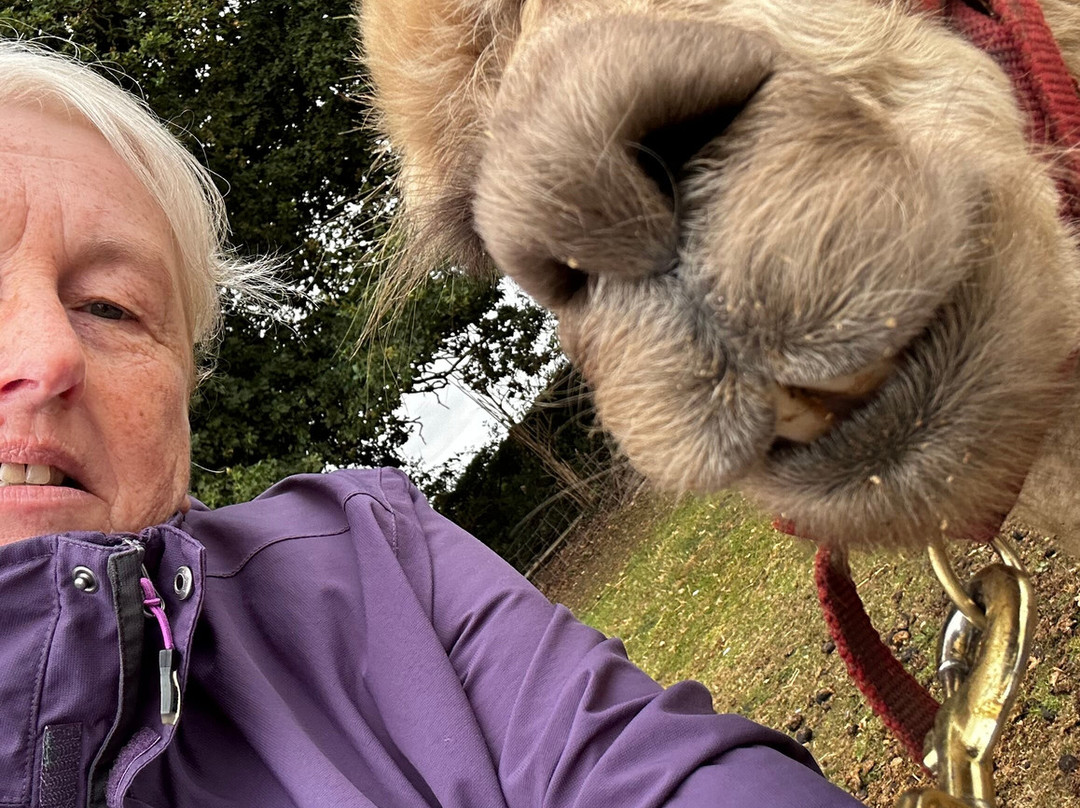 Lucky Tails Alpaca Farm-Atherstone必去景点