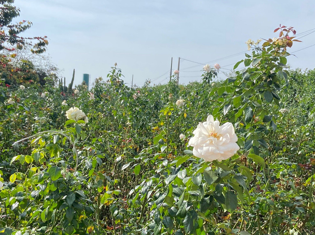 Bloemen Park-Holambra必去景点
