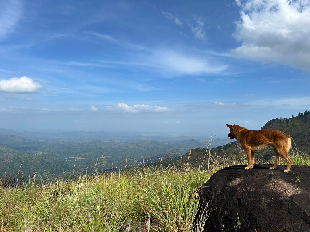 Amba Estate Farmstay主图