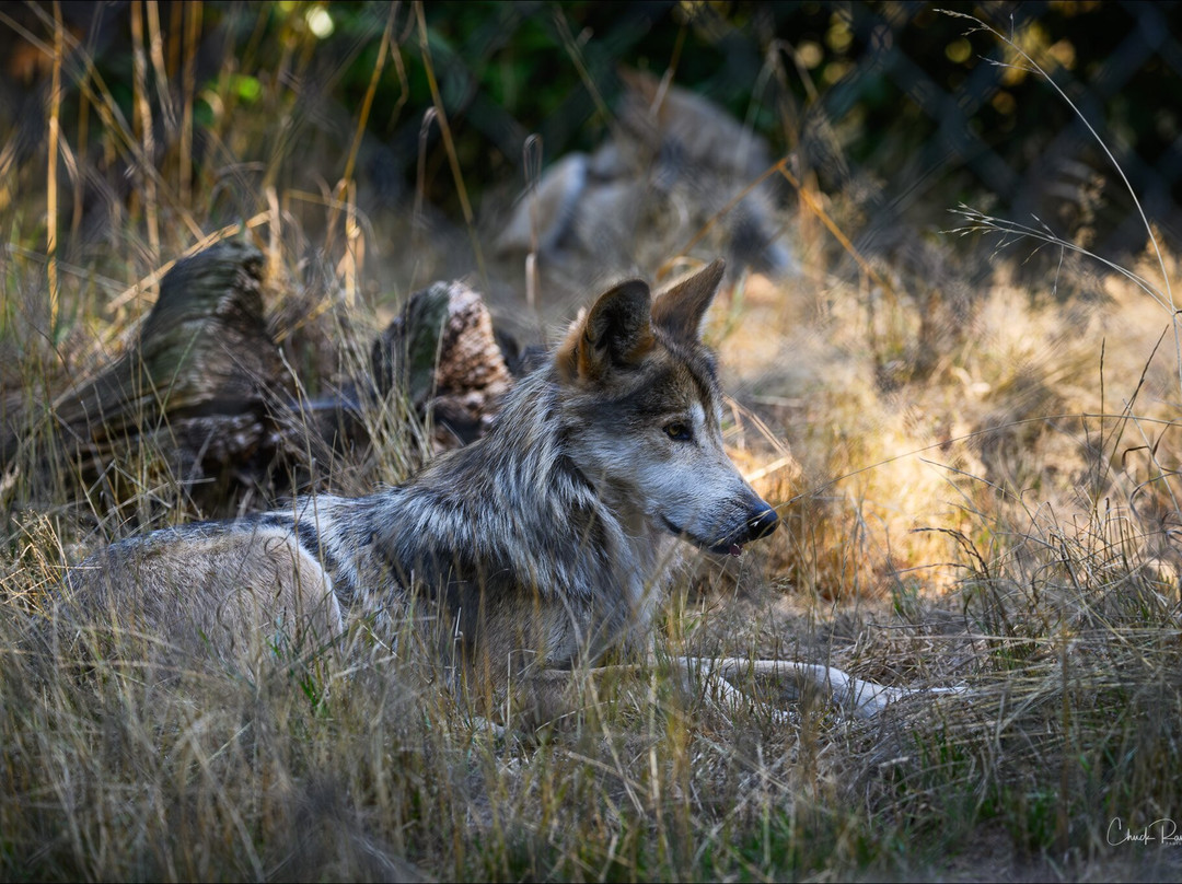 Wolf Haven International-Tenino必去景点