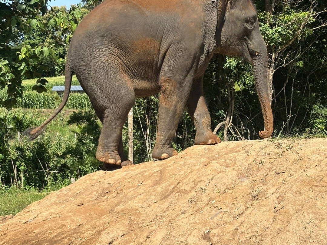 Mae Wang Elephant Camp-夜旺必去景点