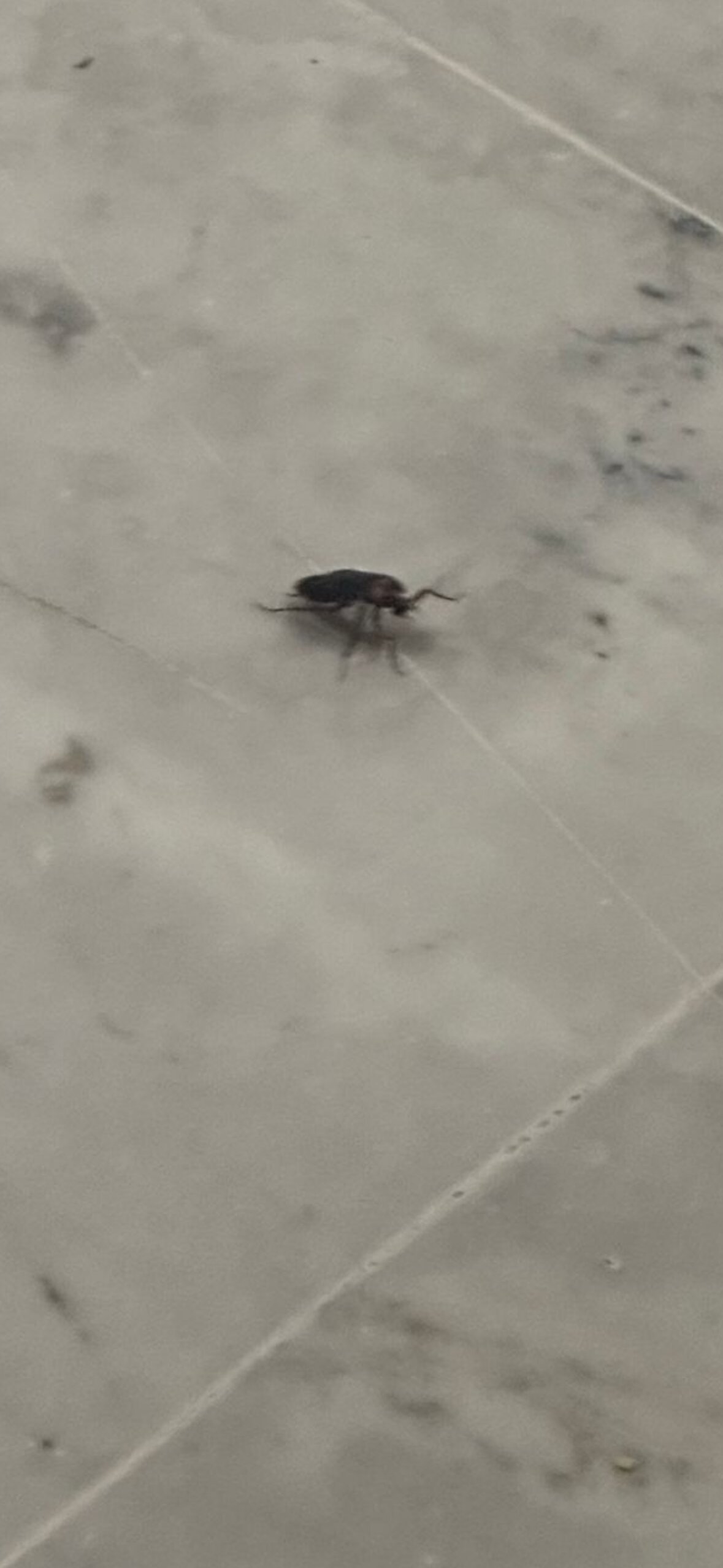 阿凡提穆罕默迪耶酒店-官方