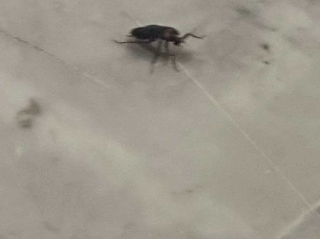 阿凡提穆罕默迪耶酒店主图