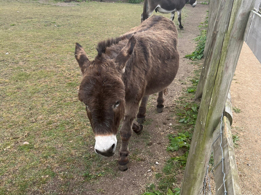 Burntwood Alpaca and Animal Experience-Burntwood必去景点