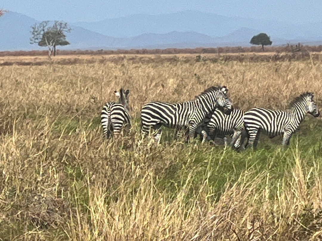 Best tour operator in Tanzania by Rede Tours and Safaris-多多马必去景点