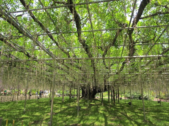 Ashikaga Flower Park-足利市必去景点