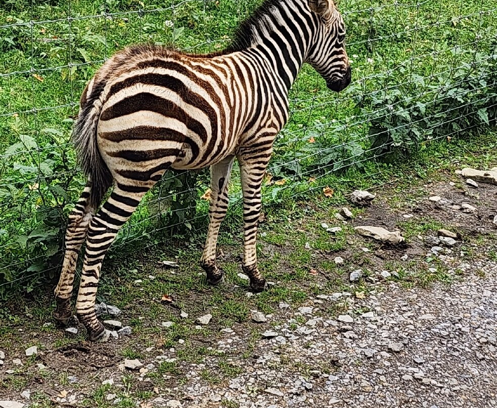 Hidden Valley Animal Adventure-Varysburg必去景点