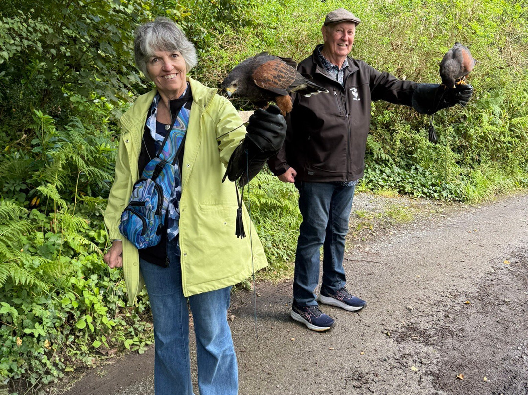 Ireland's School of Falconry-康镇必去景点