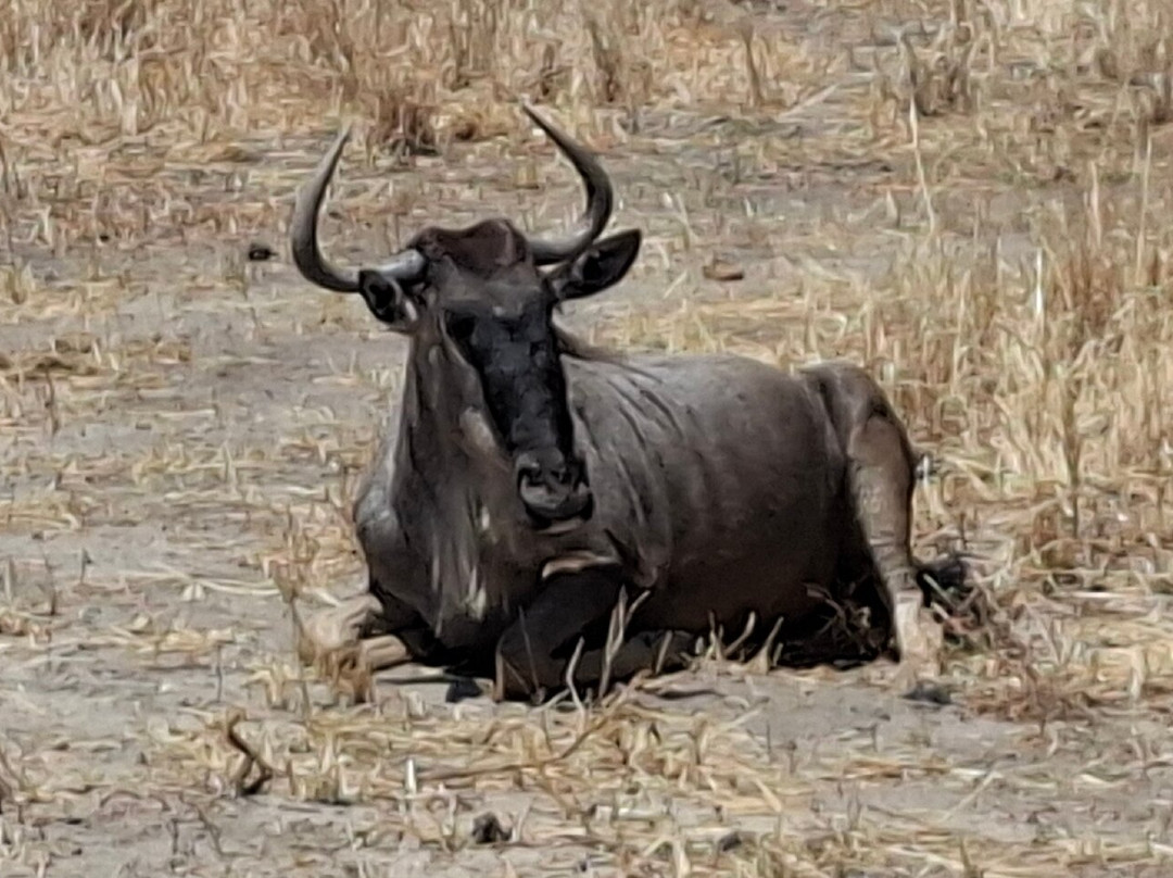 Golden Dream Safaris-阿鲁沙必去景点