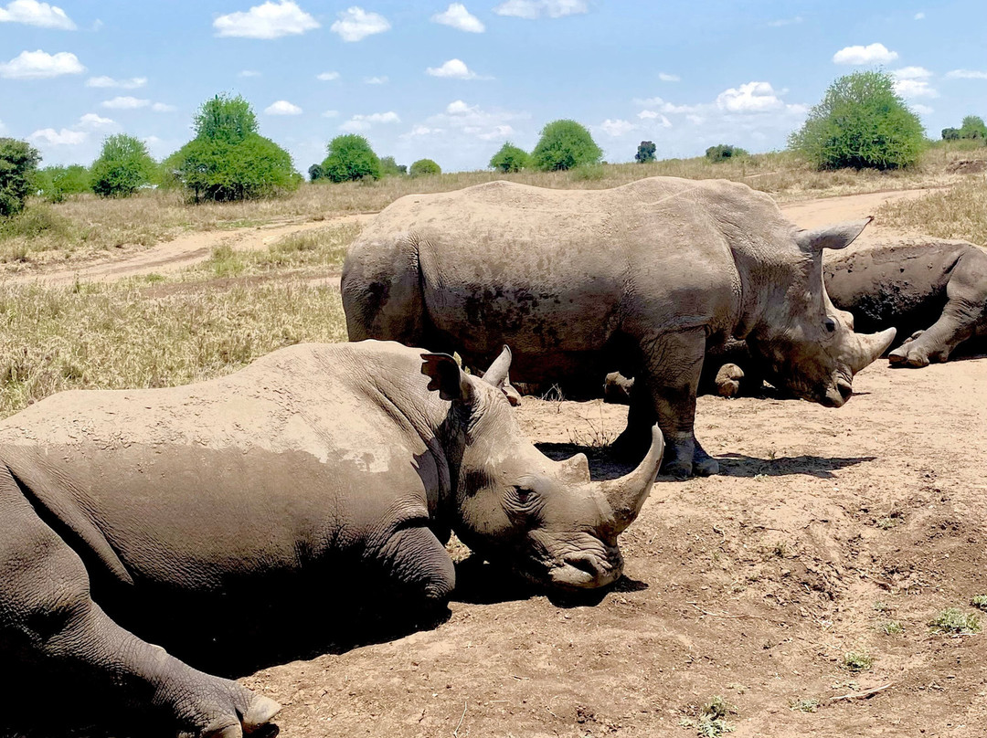 ESA_Safaris-内罗毕必去景点