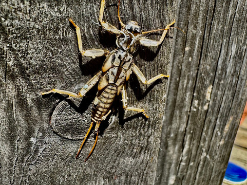 格斯族泊斯特费瑞酒店主图