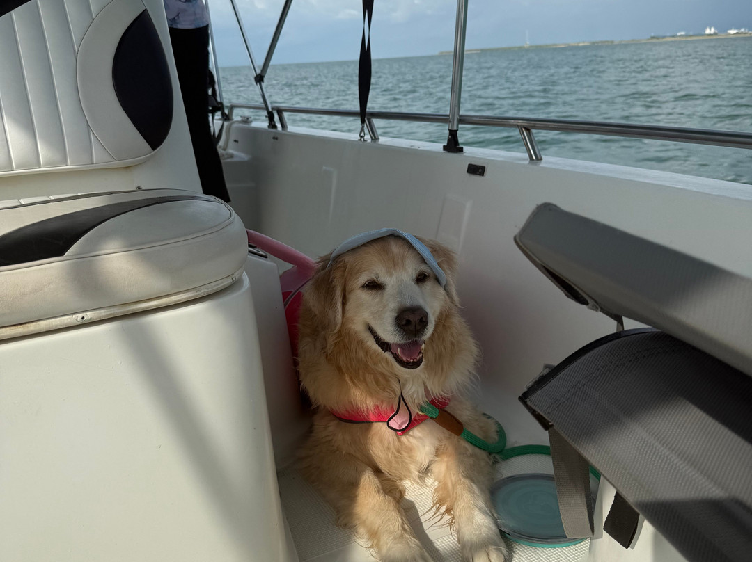 Dolphin Connection-Ingleside必去景点