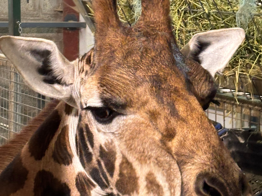 Blair Drummond Safari And Adventure Park-斯特灵必去景点