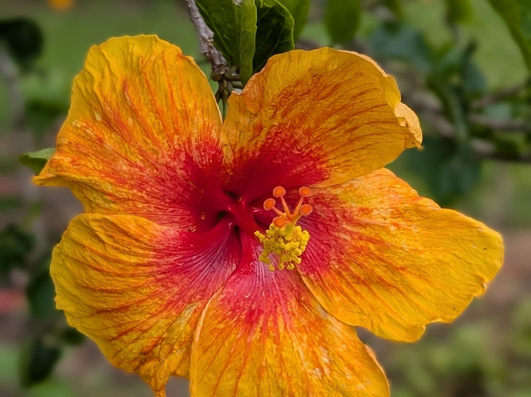 古德岛之家主图