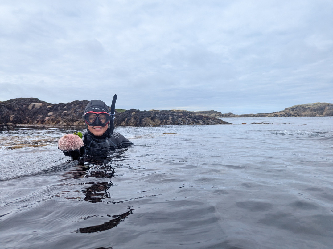 Basking Shark Scotland-奥本必去景点