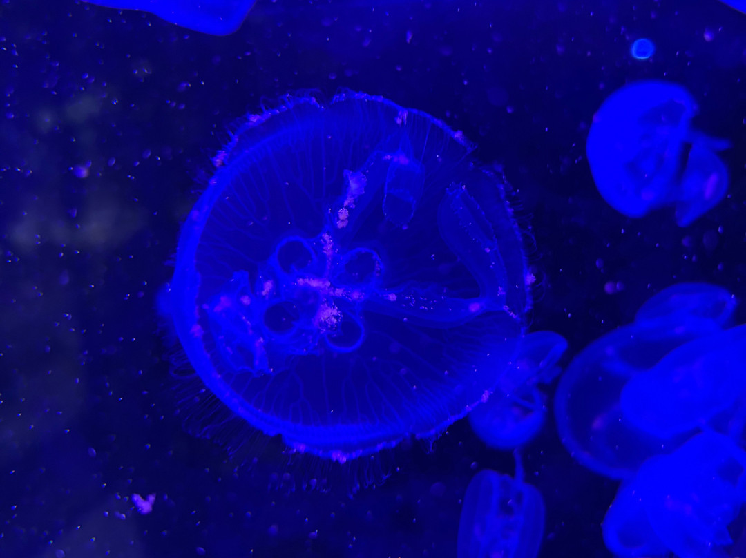 Marine Biological Center - Hyatt Regency Phuket Resort-卡图必去景点