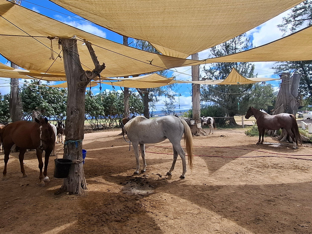 Hawaii Polo Club-瓦亚禄必去景点