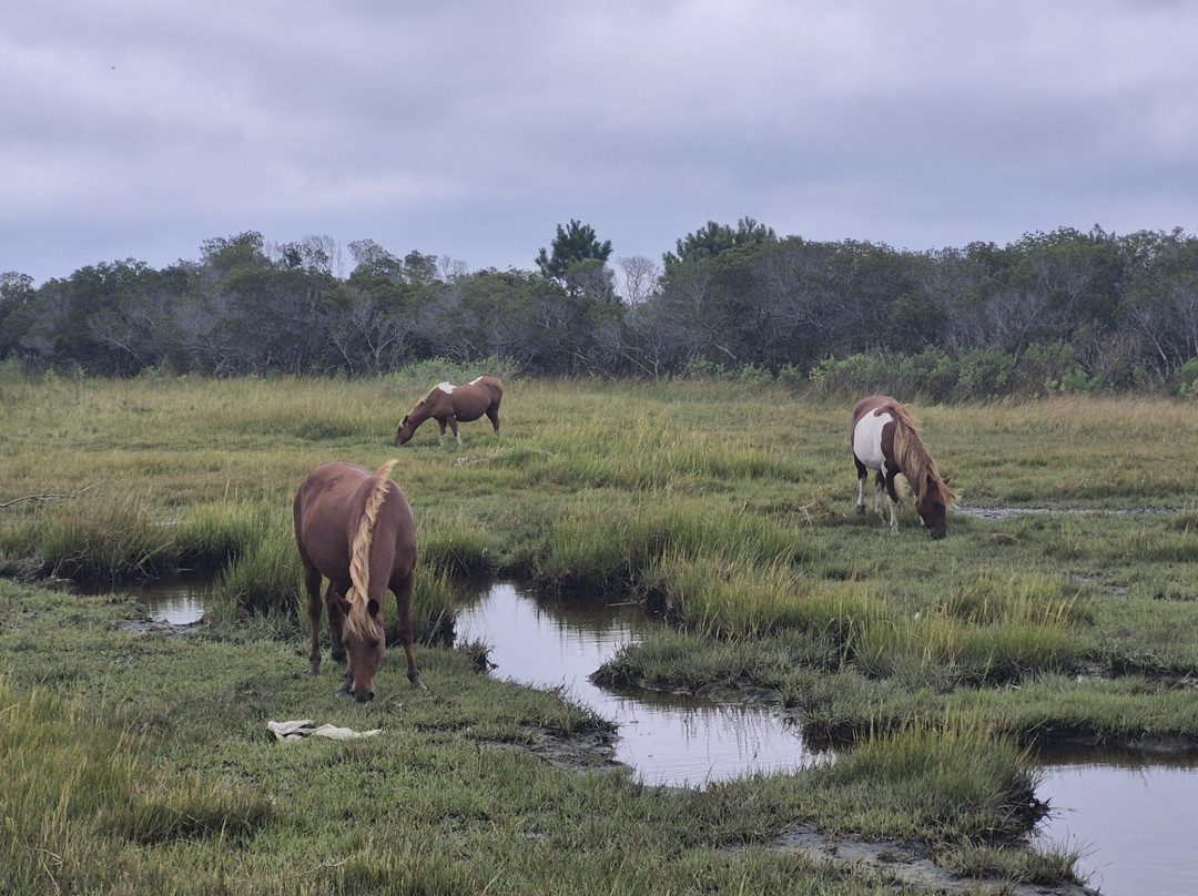 Assateague Adventure-大洋城必去景点
