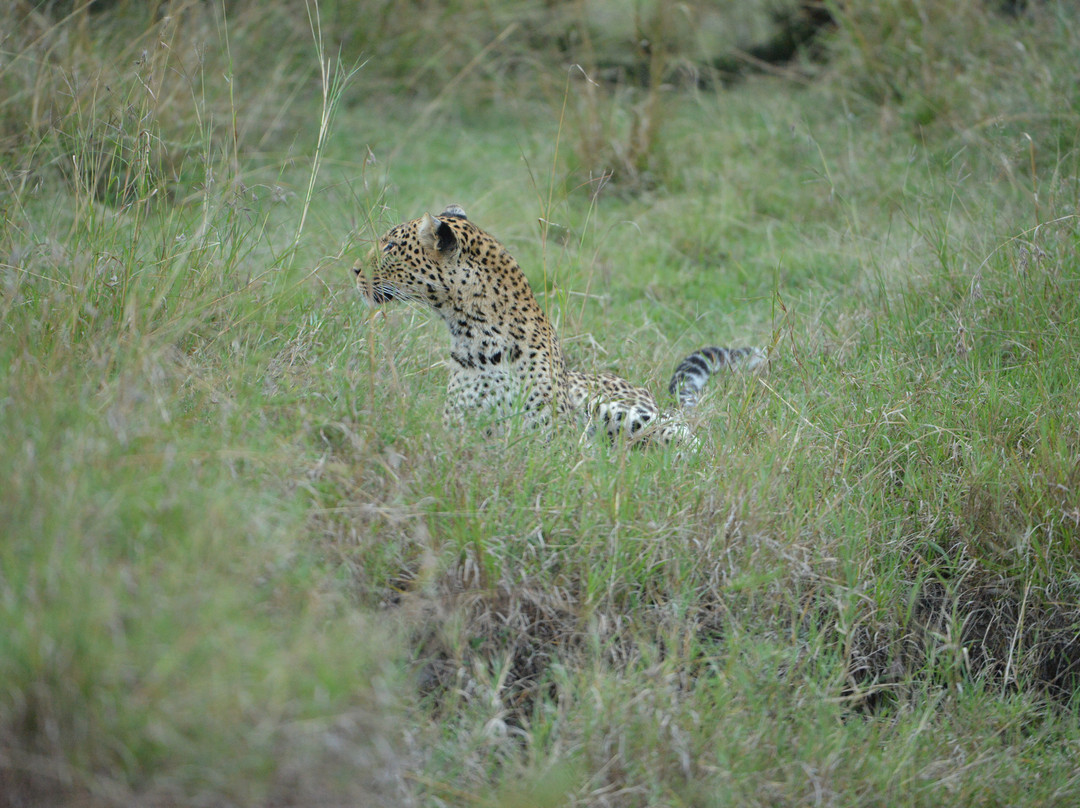 Mara Naboisho Conservancy-纳罗克必去景点