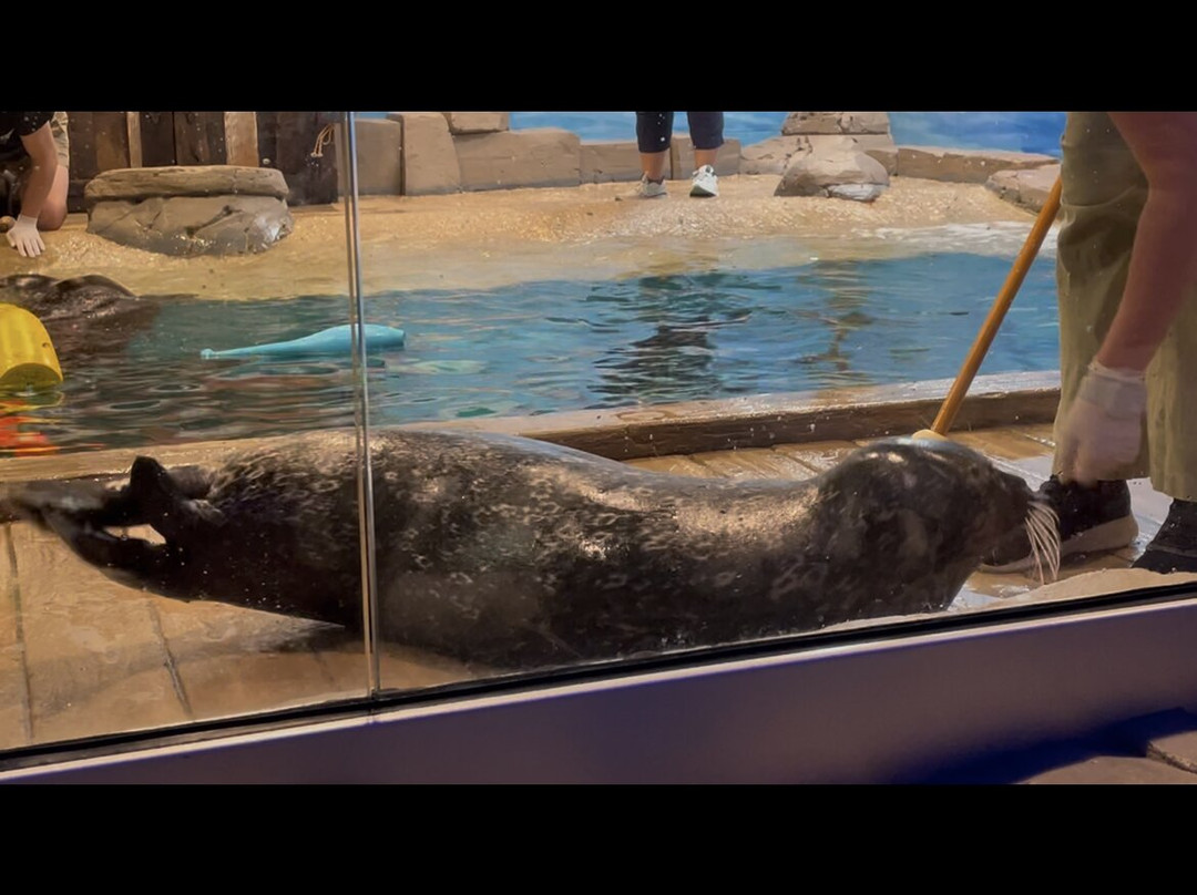 Jenkinson's Aquarium-波因特普莱森海滩必去景点