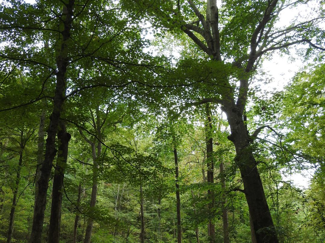 Bell Smith Springs-Ozark必去景点