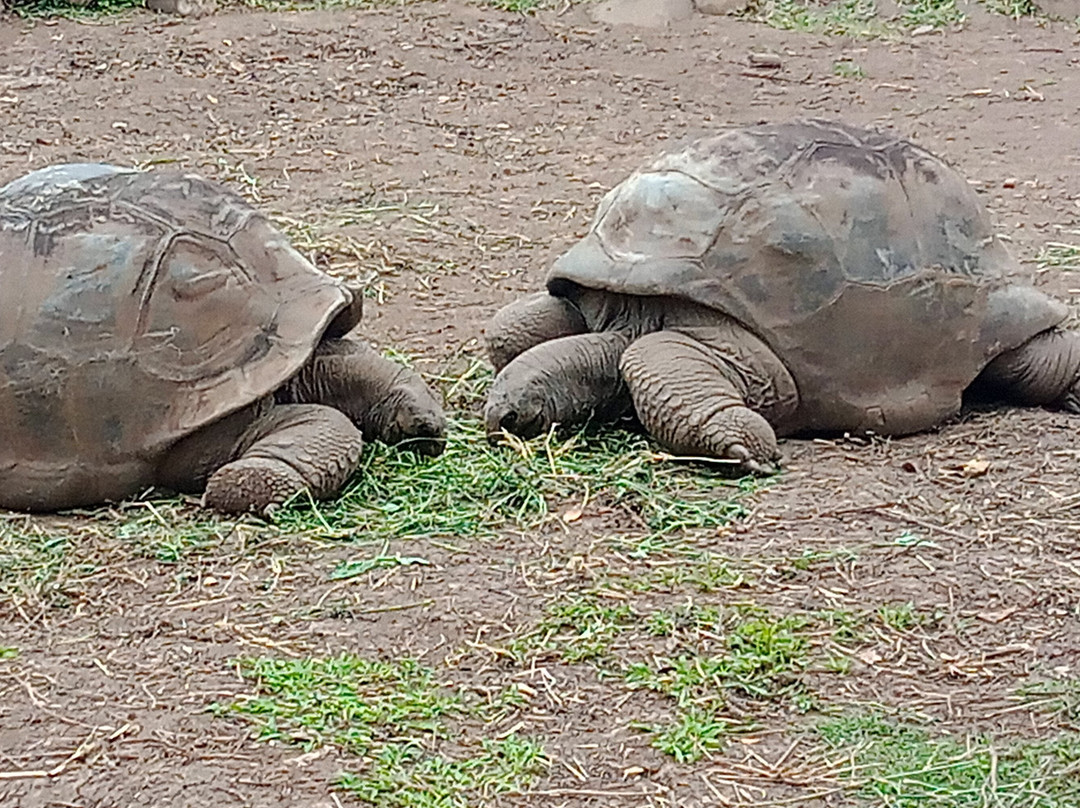 Jaun bocus Taxi Mauritius-蓝湾必去景点