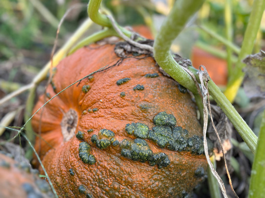 Pearl's Place Fruit Stand-胡德里弗必去景点
