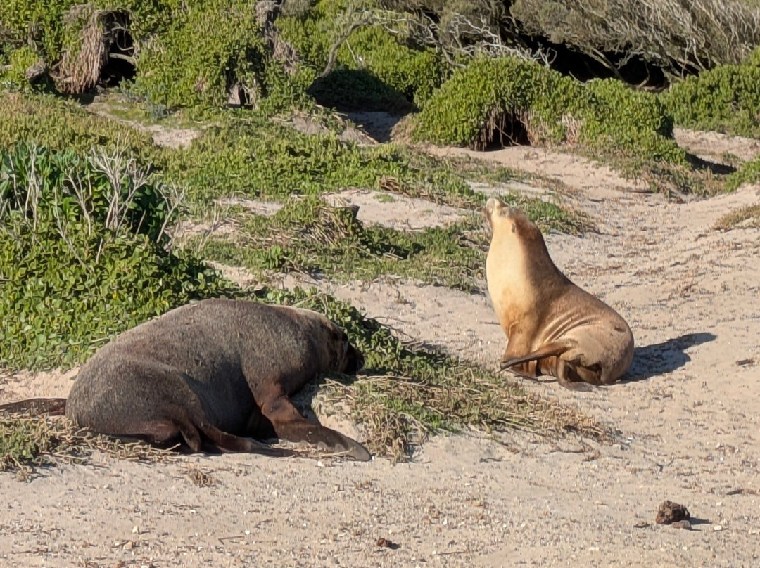 Exceptional Kangaroo Island-袋鼠岛必去景点