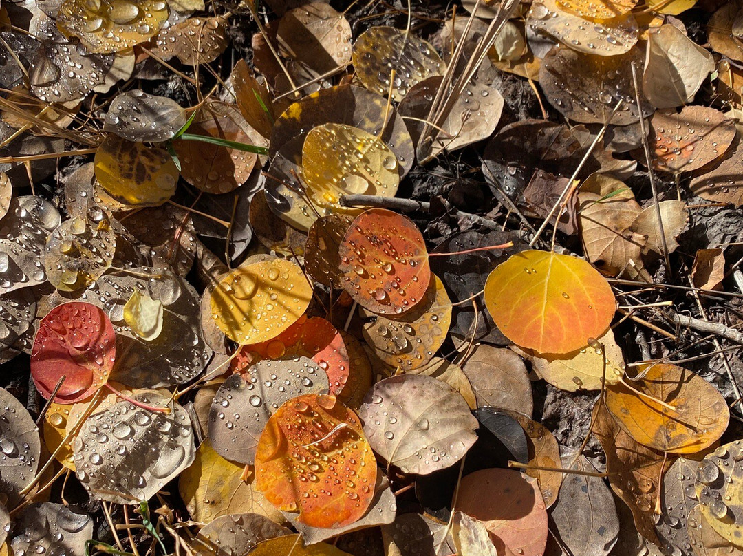 Wasatch-Cache National Forest-布莱敦必去景点