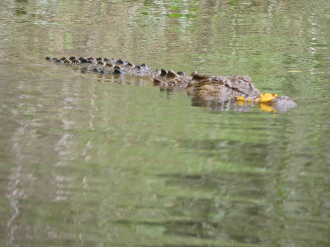 Solar Whisper Wildlife and Crocodile Cruises on the Daintree river-Daintree必去景点
